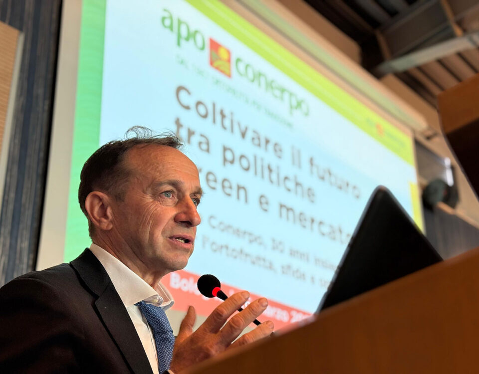 Apo-Conerpo_Vernocchi