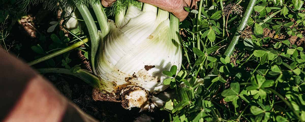 Finocchio-Brio-Mazziotta-Naturasi