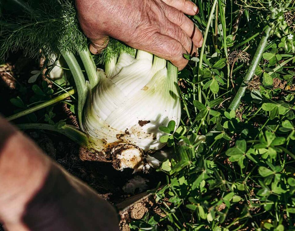 Finocchio-Brio-Mazziotta-Naturasi
