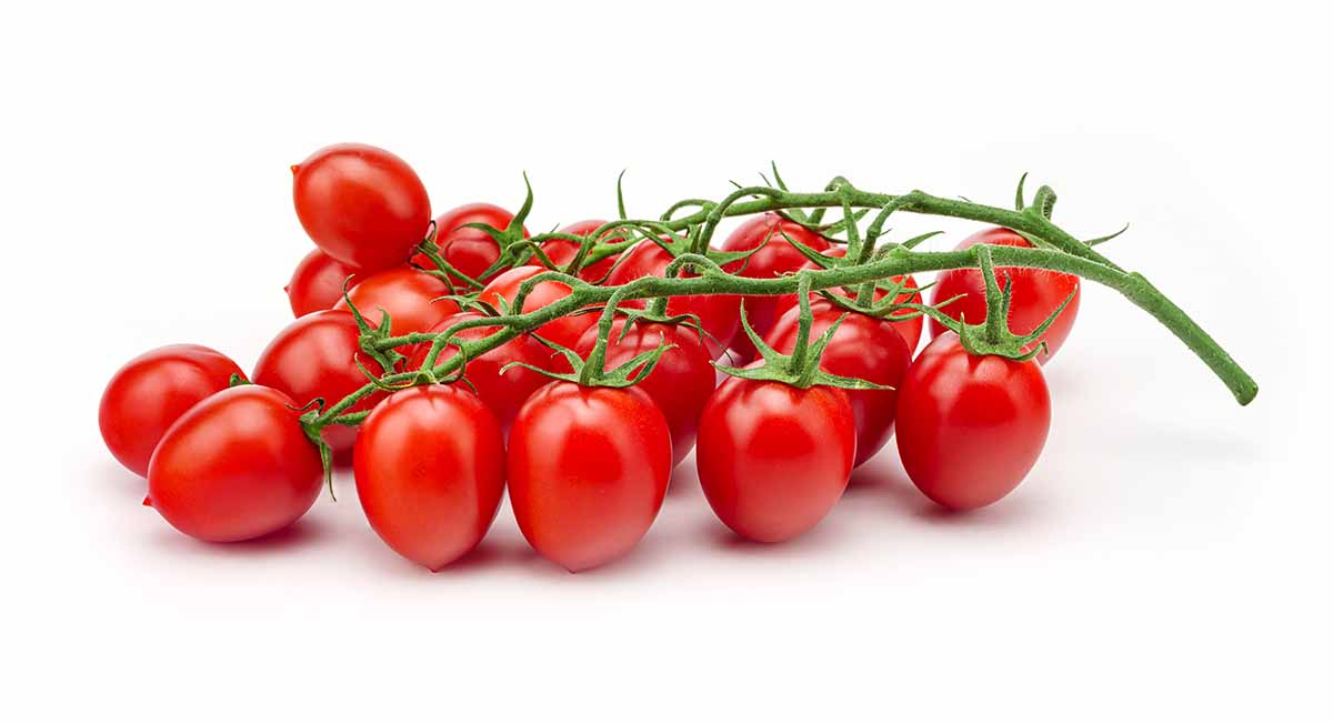 pomodoro Doryta Syngenta