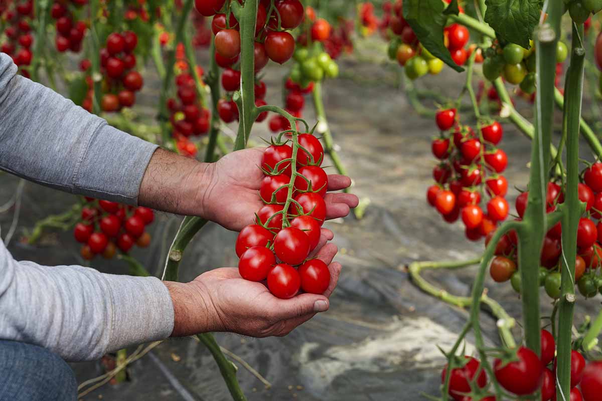 pomodoro Doryta Syngenta