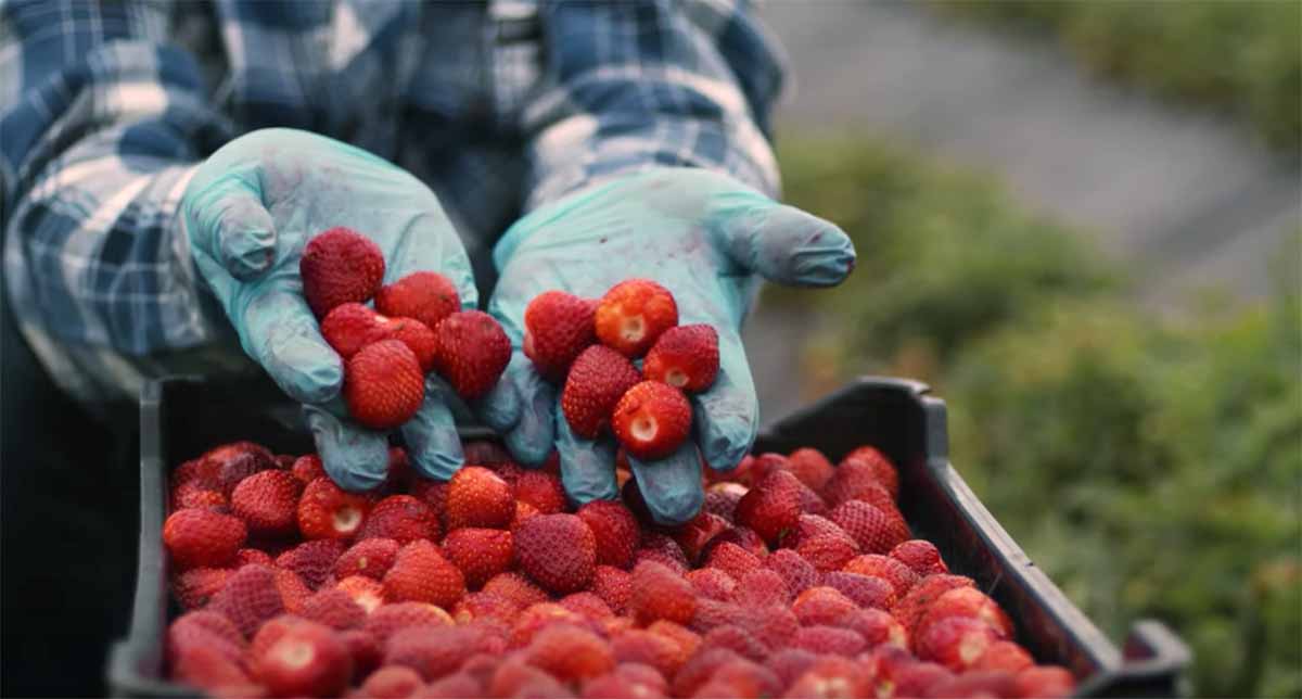 NaturaSì prezzo trasparente fragole