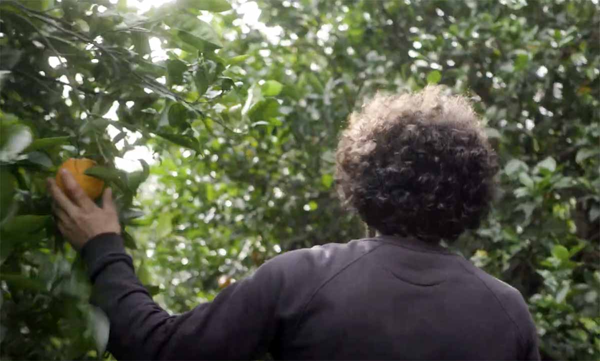 NaturaSì prezzo trasparente limoni