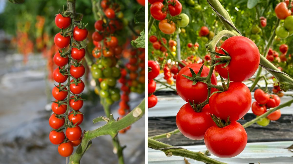 BASF | Nunhems pomodoro resistente al ToBRFV