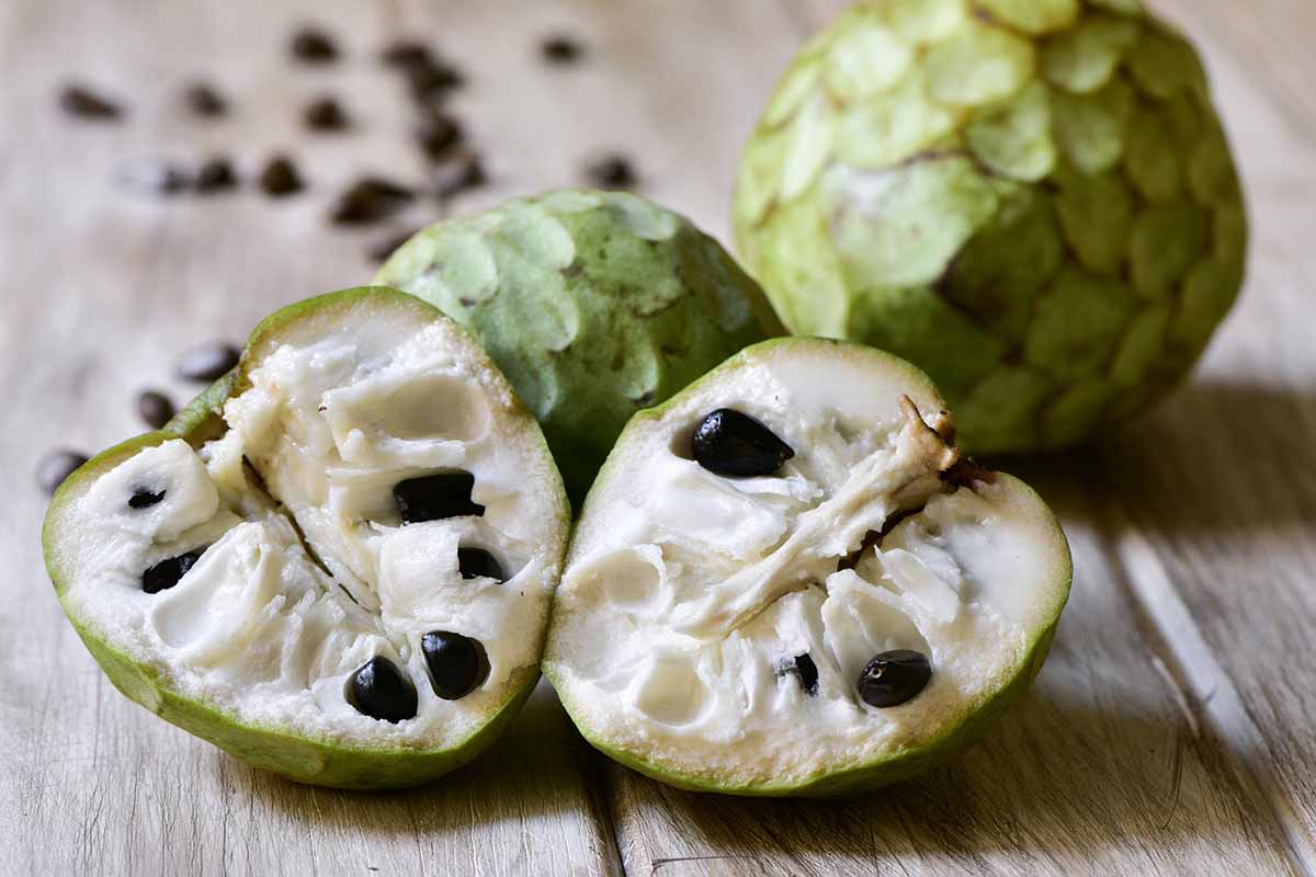 Annona