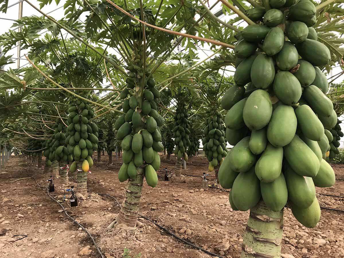 Spagna esotico papaya