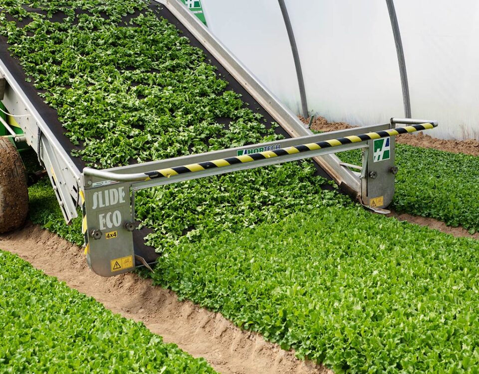 IV-gamma-insalate-pronte-2025