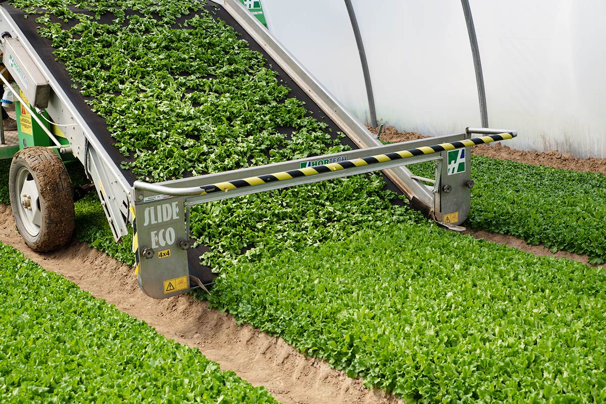IV-gamma-insalate-pronte-2025