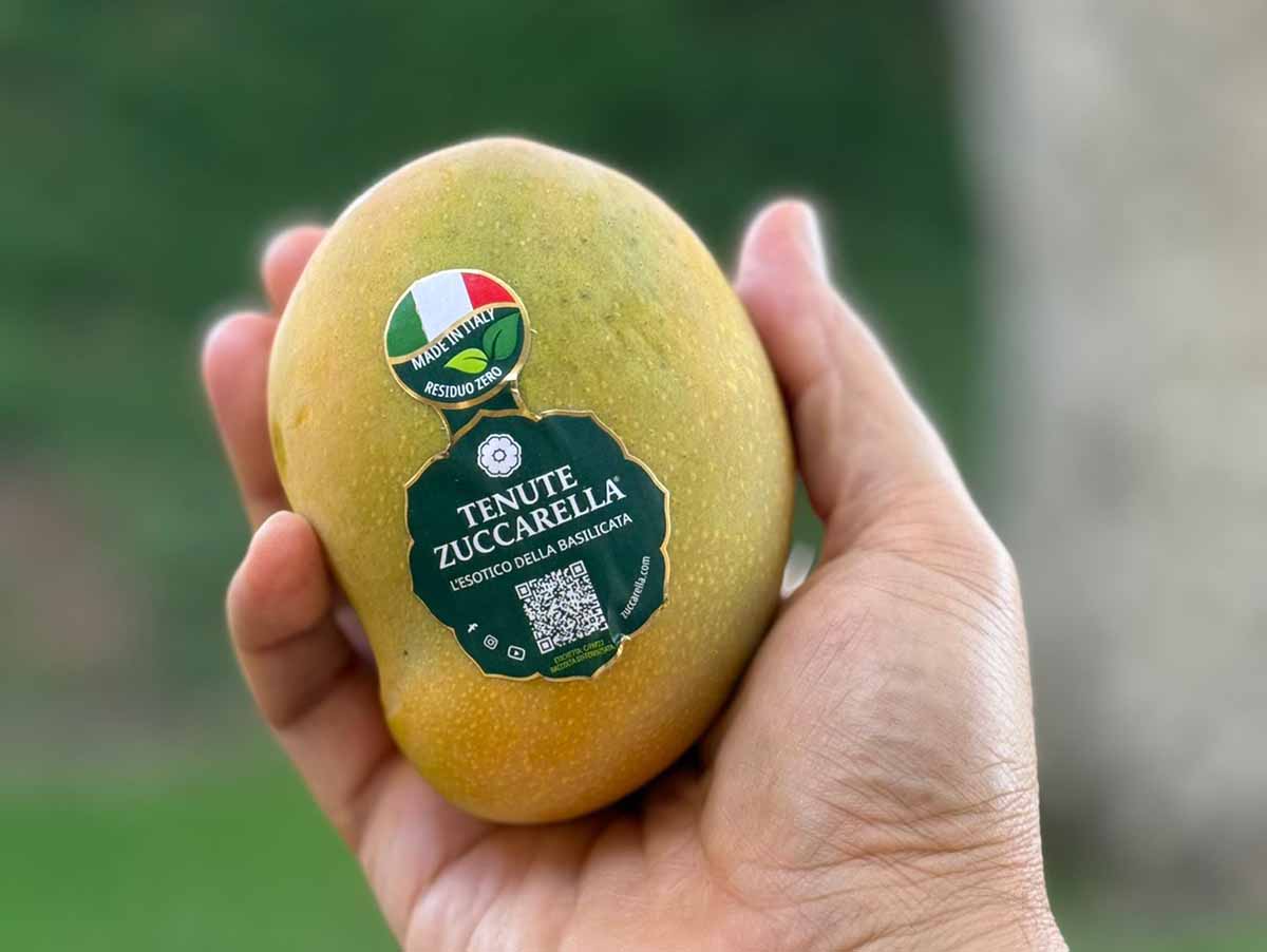 mango Zuccarella ©FM