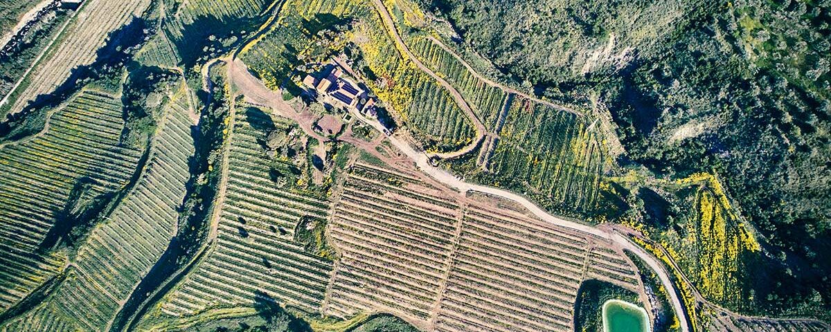 Haleasa_avocado_Sicilia_2025