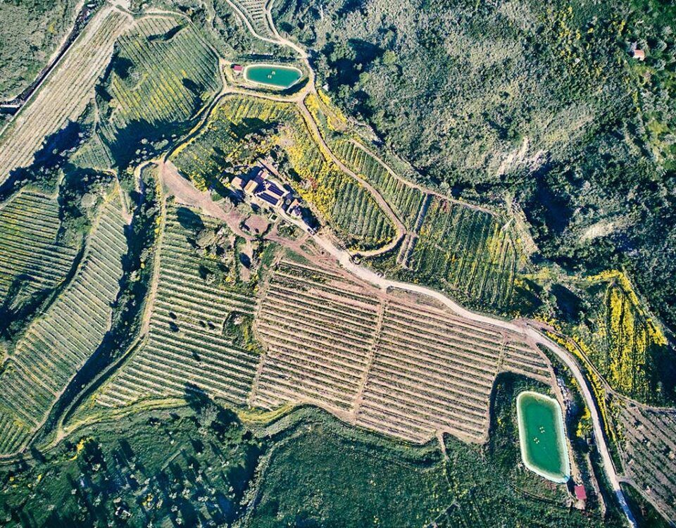 Haleasa_avocado_Sicilia_2025