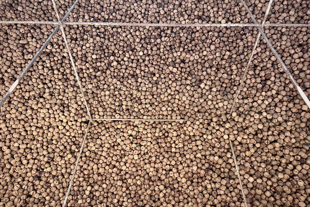 Noci_Lara_essiccatoio-Az-Agr-Petrobelli
