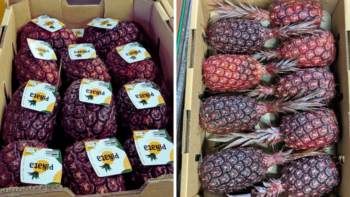 ananas viola Piñata Farms