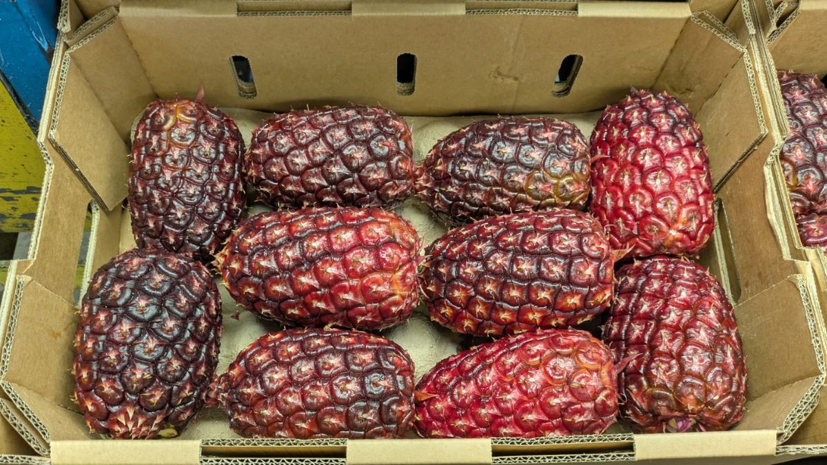 ananas viola Piñata Farms
