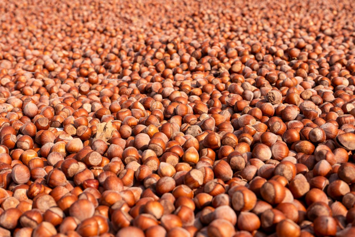 crisi nocciole