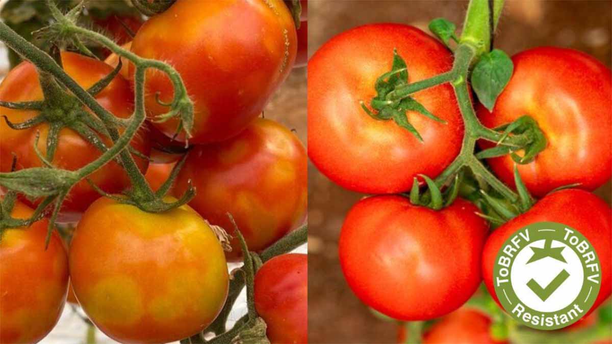 Tomato brown Syngenta