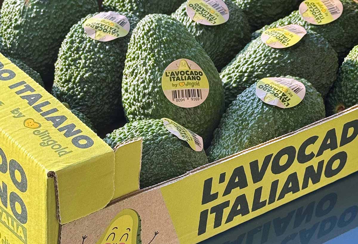 Jingold Avocado Italiano