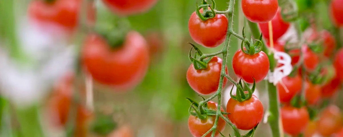 Naturitalia-Fri-El-pomodori-idroponica
