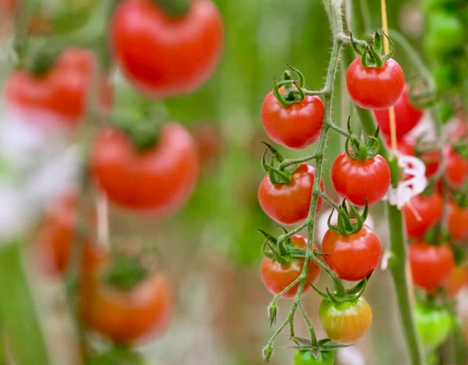 Naturitalia-Fri-El-pomodori-idroponica