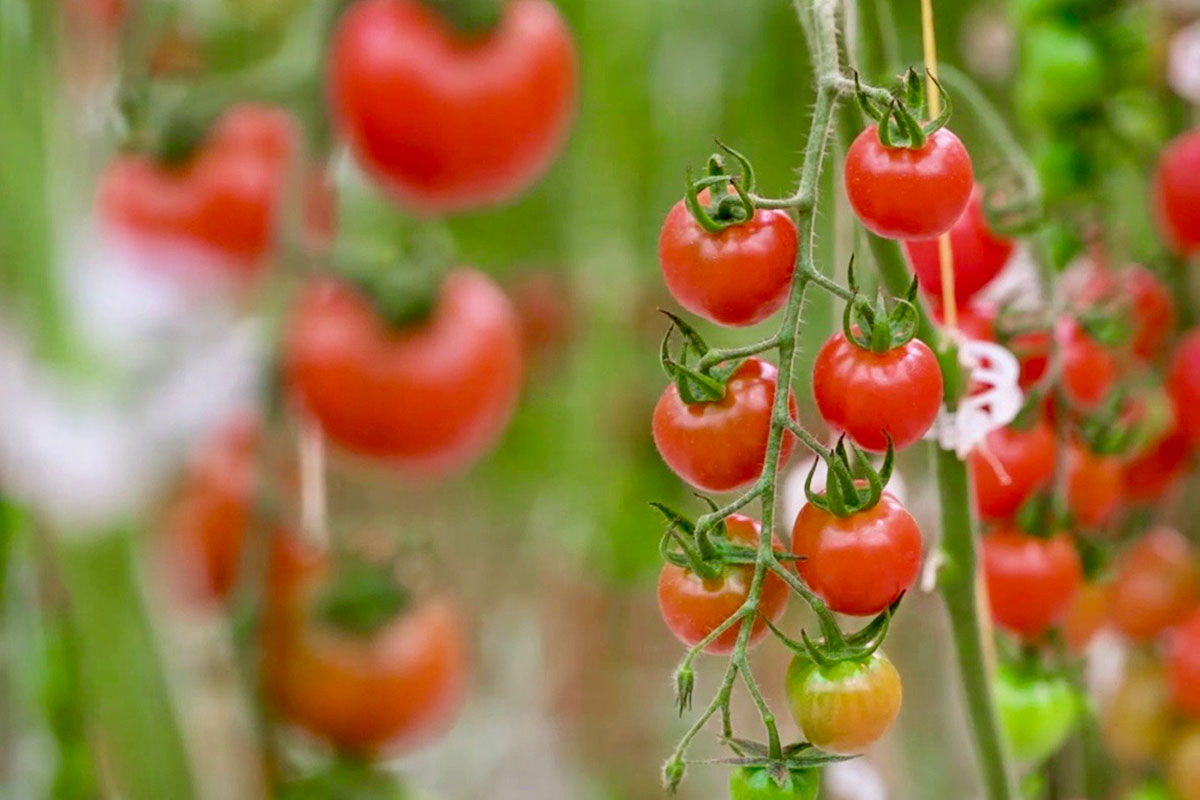Naturitalia-Fri-El-pomodori-idroponica