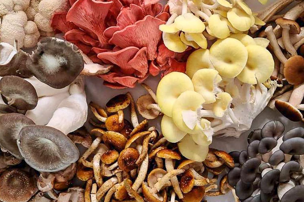 funghi agricoltura urbana Buoono Farm