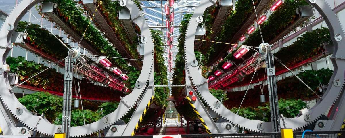 Dyson Farming
