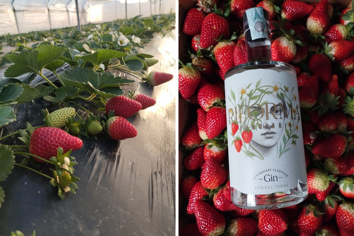 Riforma gin alle fragole