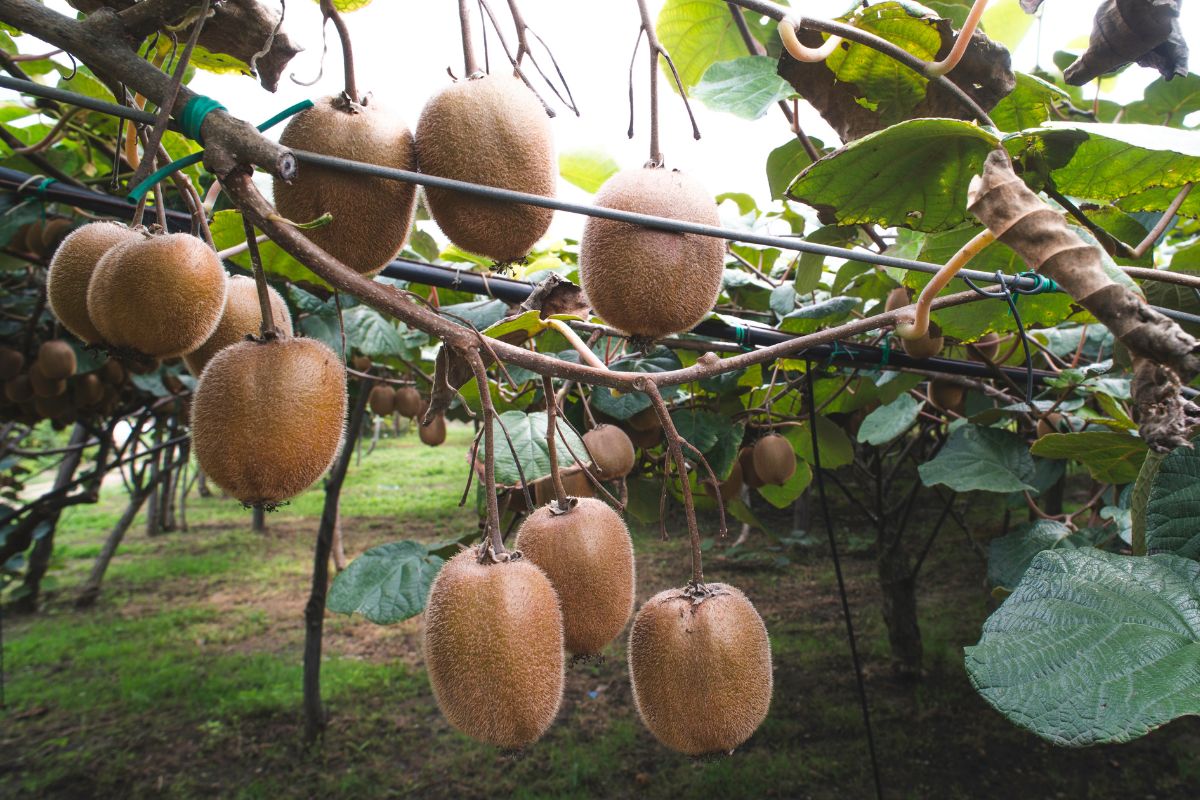 kiwi pianta