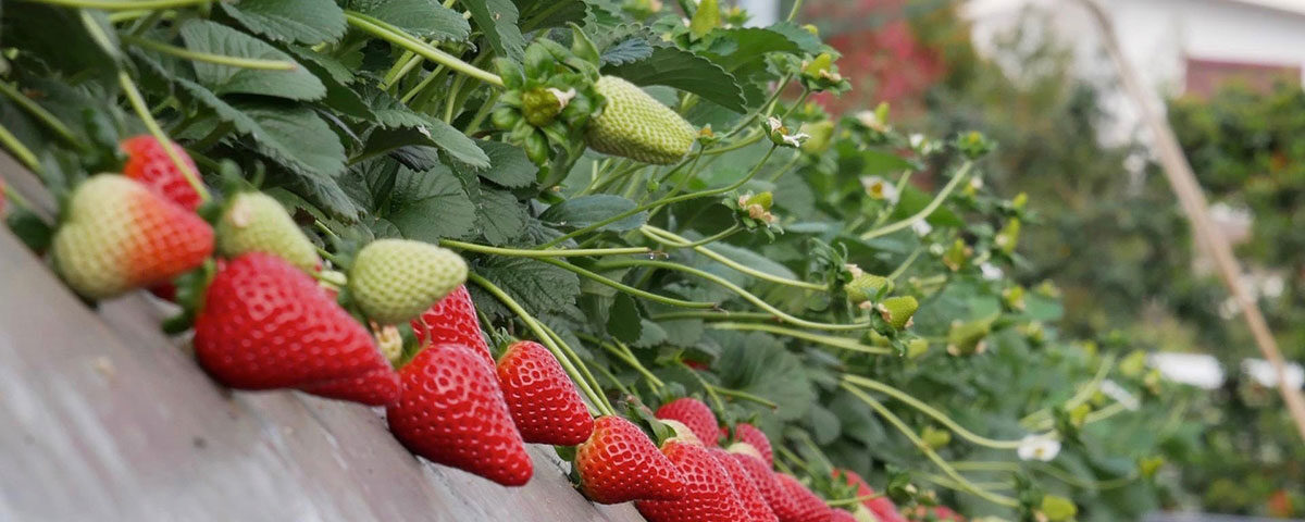Fragola-Elyson-NSG-2026