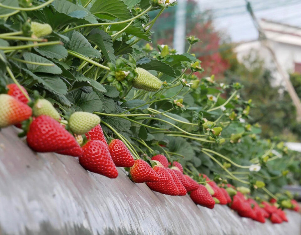 Fragola-Elyson-NSG-2026
