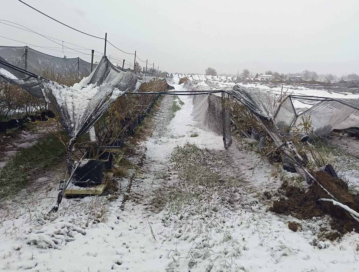 neve frutteti Romagna