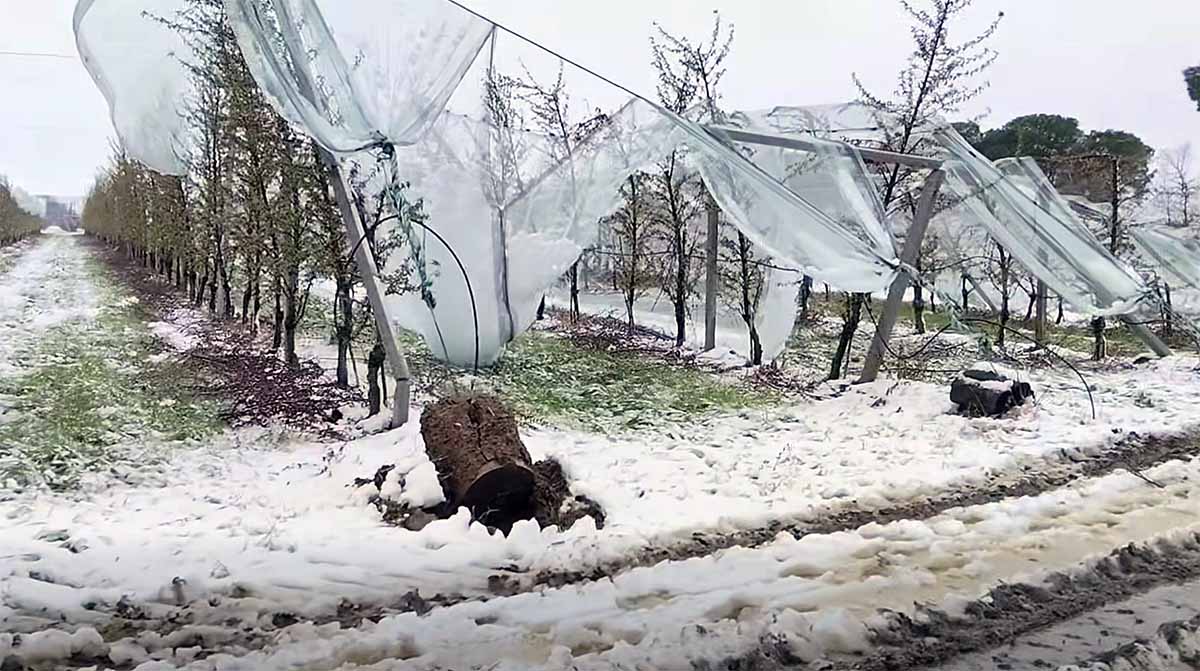 neve frutteti Romagna