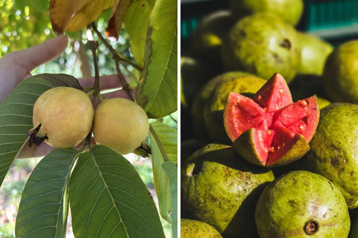 Esotika frutti tropicali