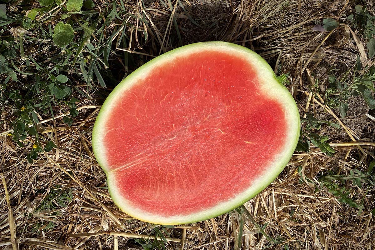Anguria-Merens-RZ-BioHand-Sicilia
