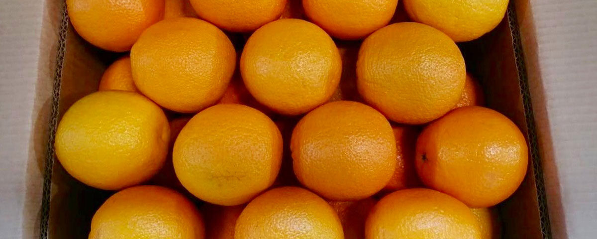 Arance-Egiziane-bionde