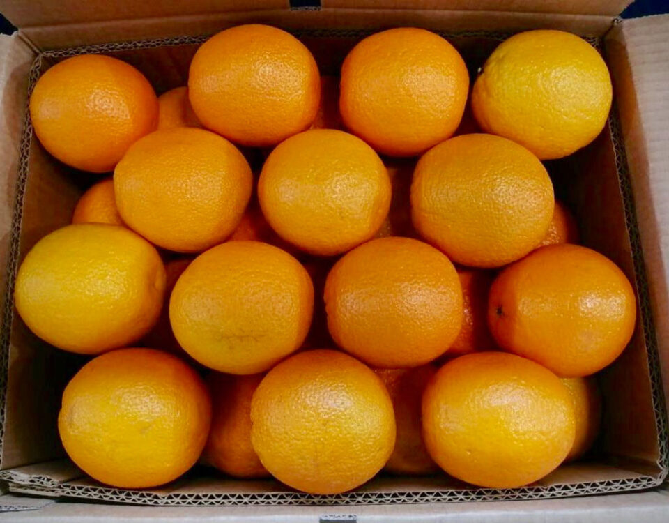Arance-Egiziane-bionde