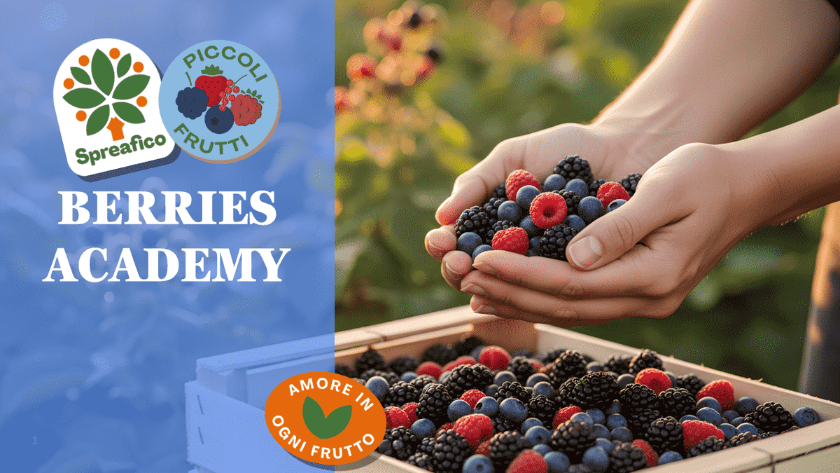 Spreafico Berries Academy
