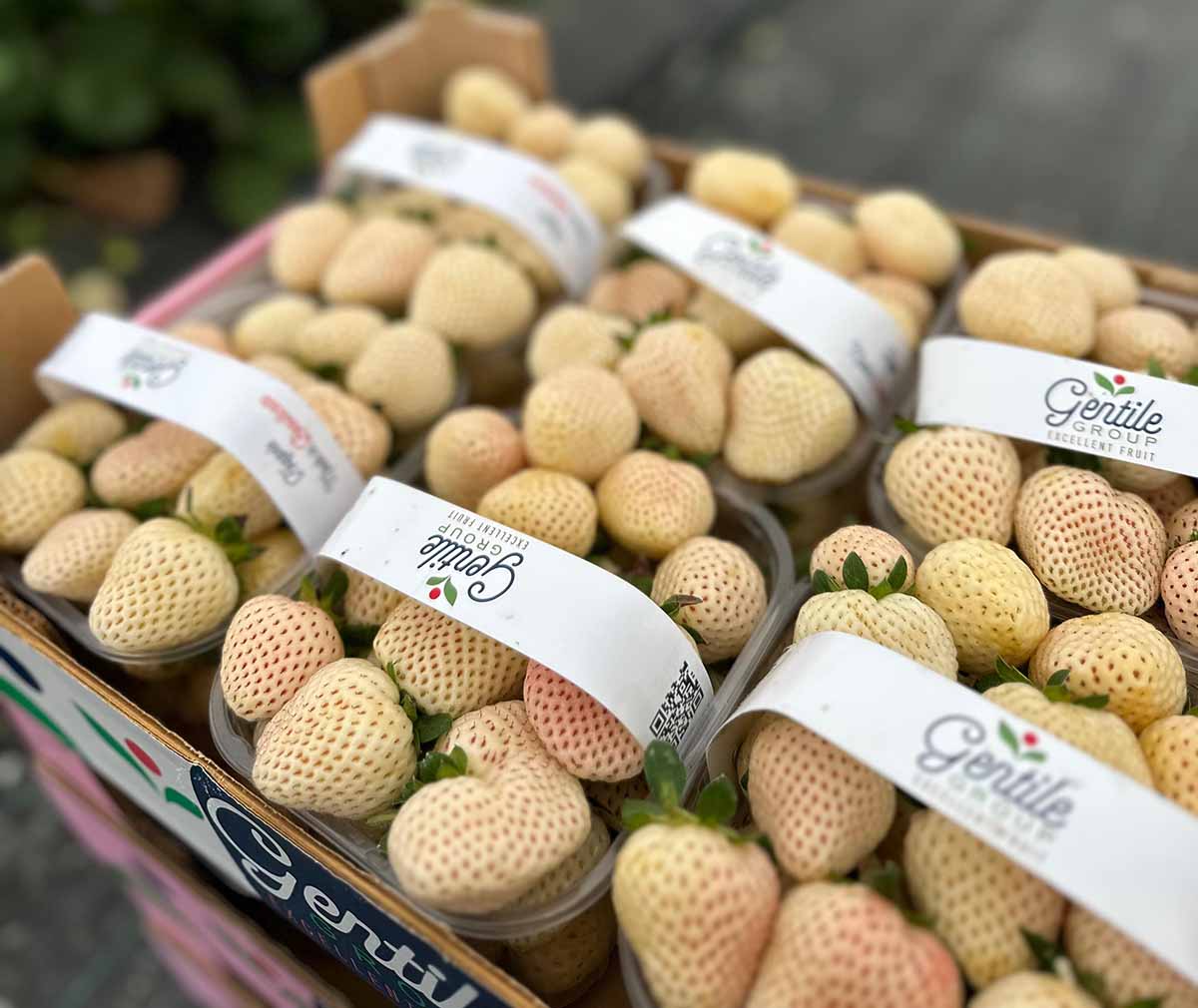 Fragola bianca Gentile Group