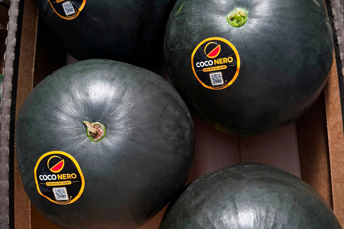 Anguria-Coco-Nero-Ferfrut-con-etichetta-Carby-Label-padella