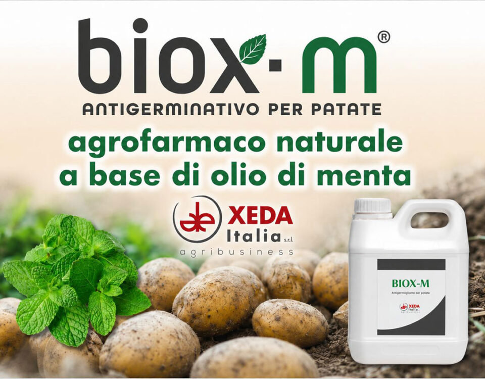 BIOX-M_Xeda_patate_antigermogliante_naturale_menta