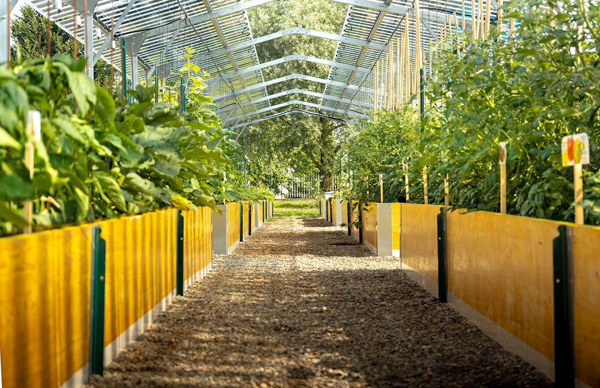 BioOrto_ElettroAttivo_agrivoltaico_06.2026