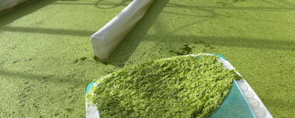 Lenticchia d'acqua coltivata (Foto: Coöperatie InnoGrowers).