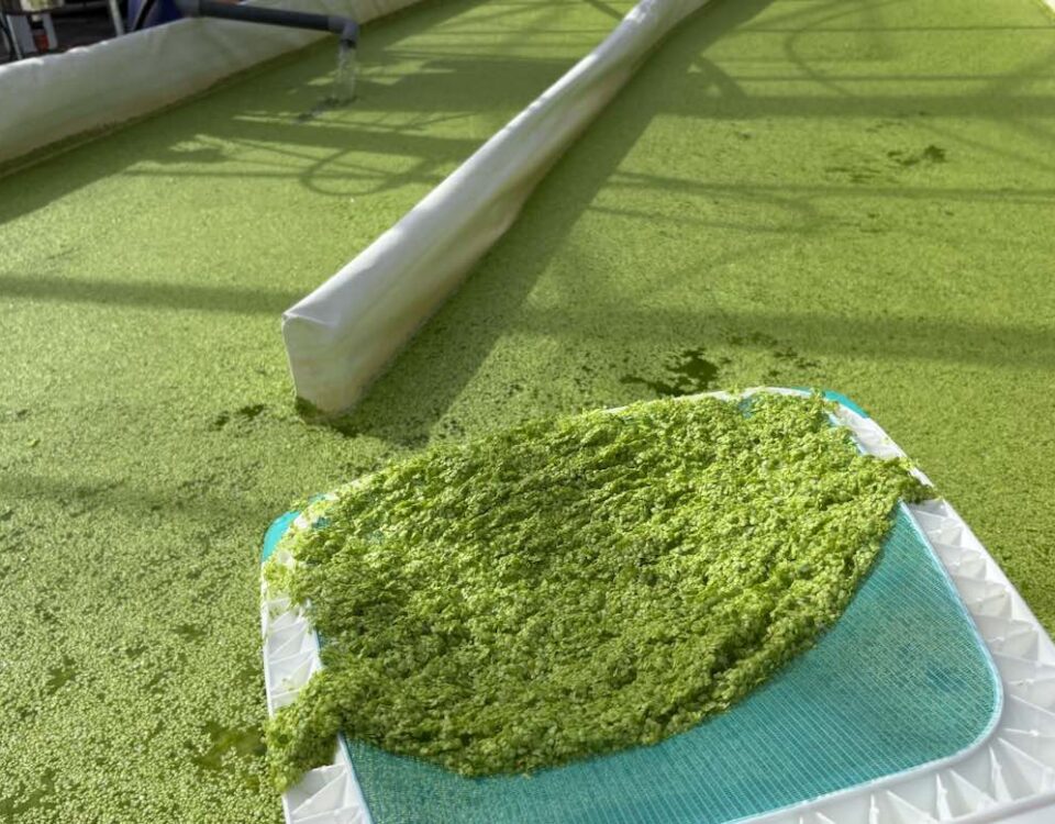 Lenticchia d'acqua coltivata (Foto: Coöperatie InnoGrowers).