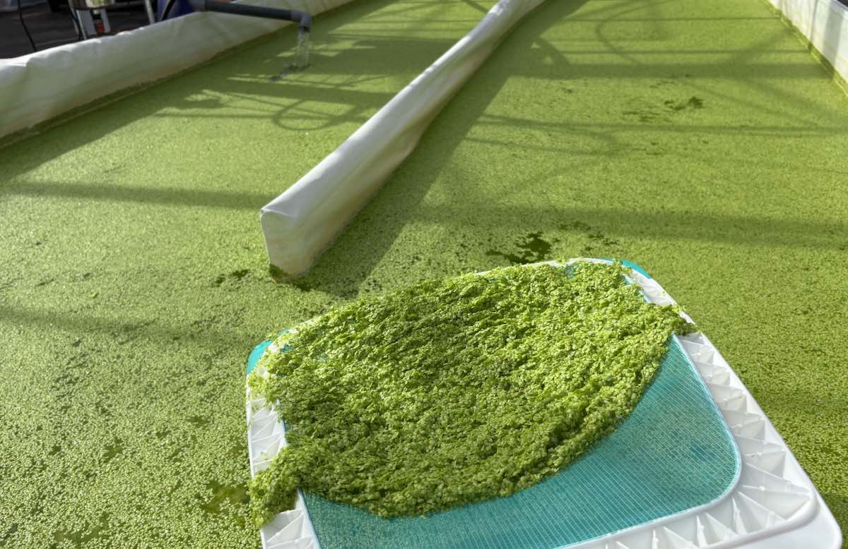 Lenticchia d'acqua coltivata (Foto: Coöperatie InnoGrowers).