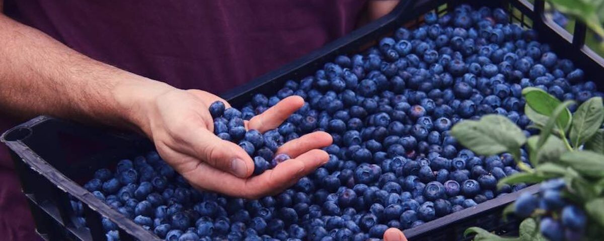 Lidl Gb piccoli frutti