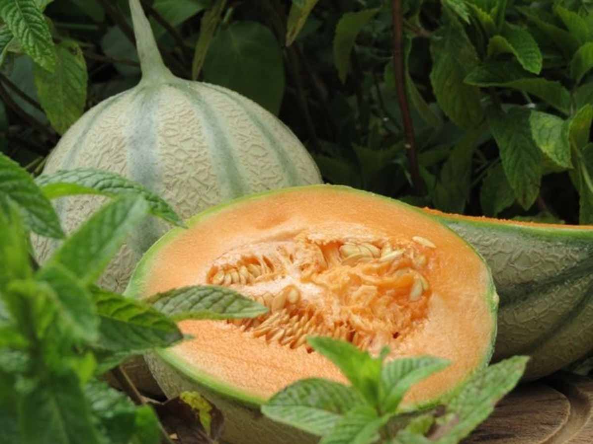 melone biologico Coop Sole