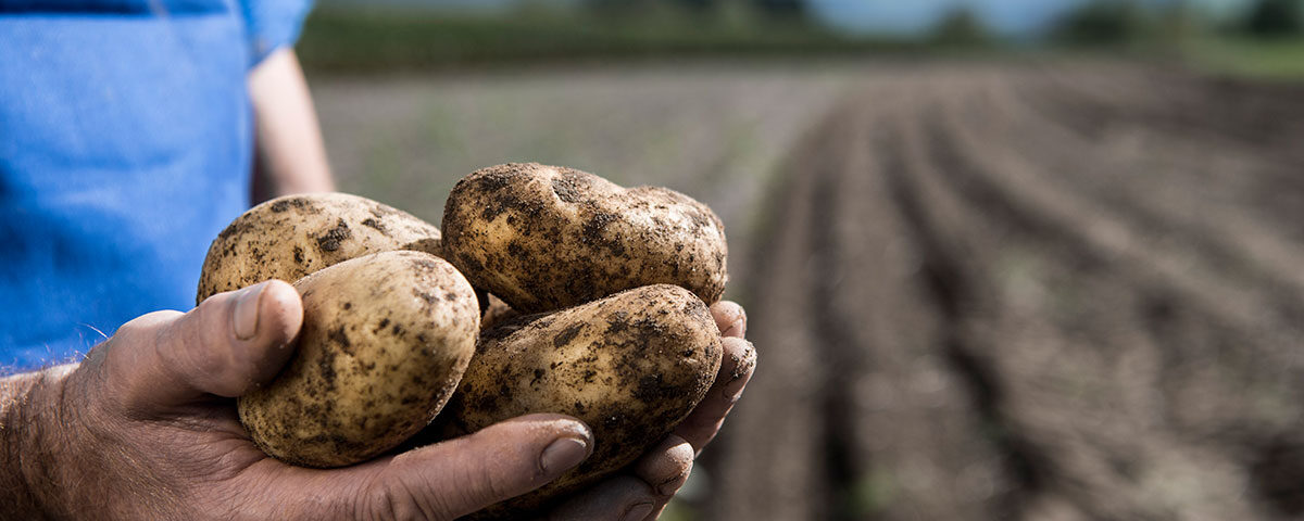 Patate_Marchio_Qualita_Alto_Adige_raccolta