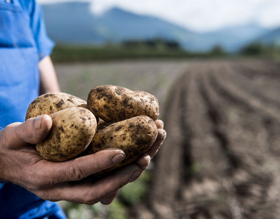 Patate_Marchio_Qualita_Alto_Adige_raccolta