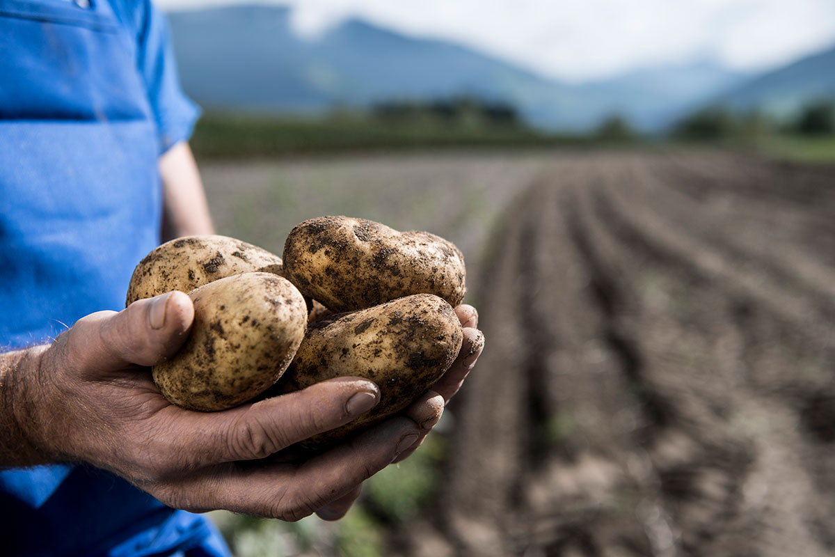 Patate_Marchio_Qualita_Alto_Adige_raccolta