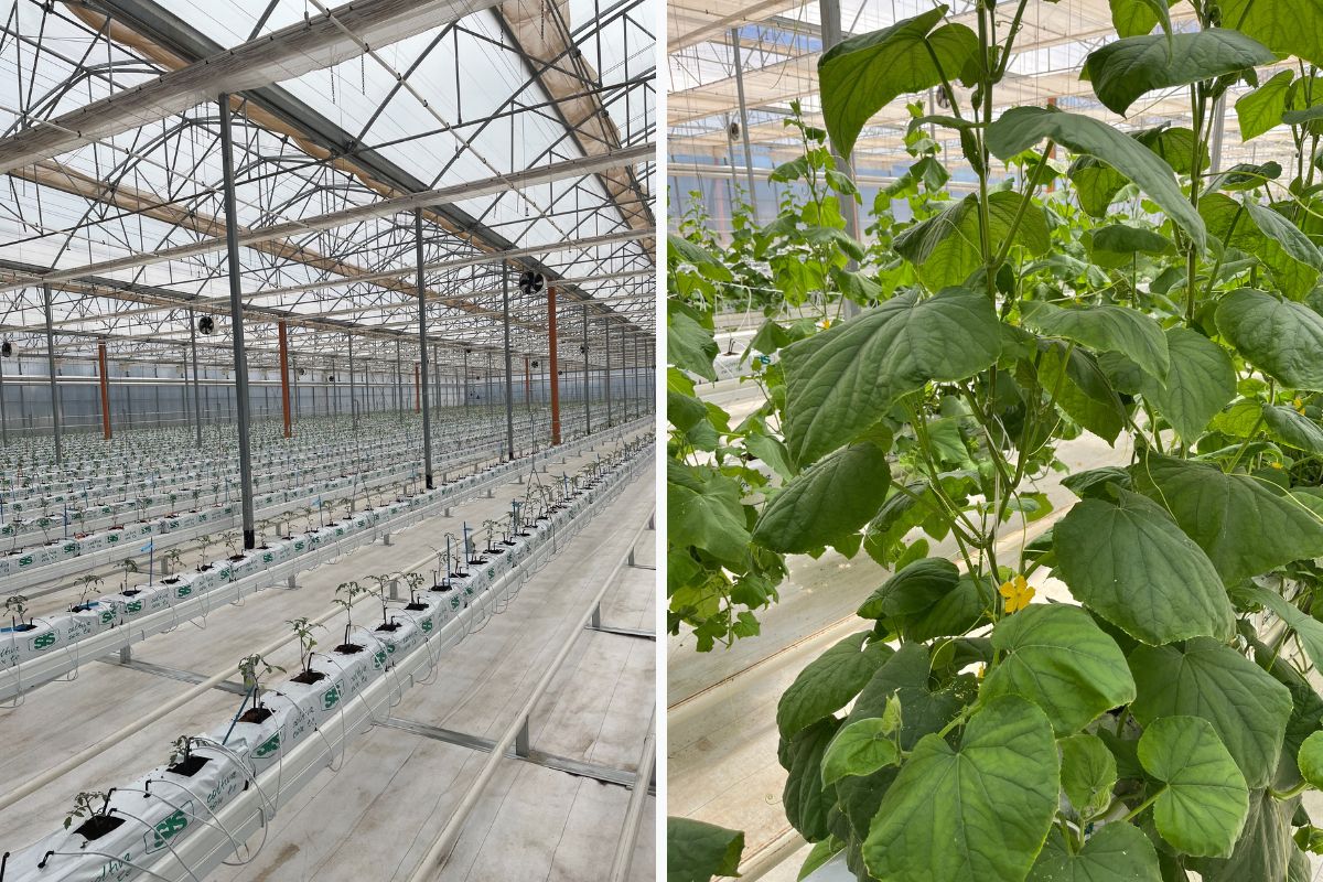 serre Bayer Latina